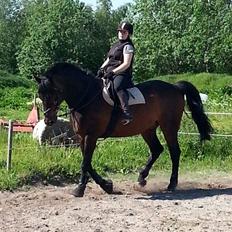 Hannoveraner Lennox 6