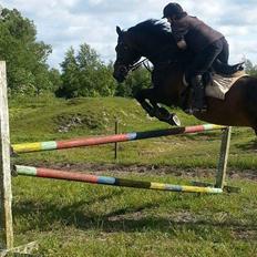 Hannoveraner Lennox 6