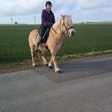 Anden særlig race Anton