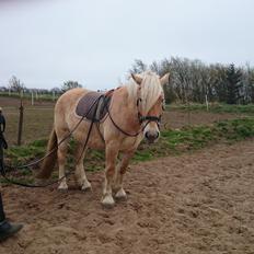 Anden særlig race Anton