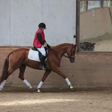 Anden særlig race Storbjergs Lollipop 