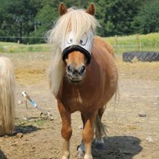 Shetlænder Jack aka. LilleSkid