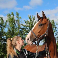 Dansk Varmblod Volhøjgaards azena