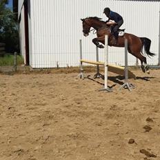 Dansk Varmblod Volhøjgaards azena