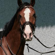 Dansk Varmblod Volhøjgaards azena