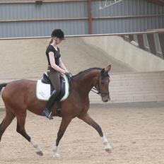 Dansk Varmblod TENERIF EG