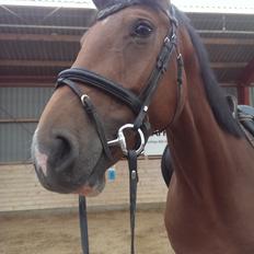 Dansk Varmblod TENERIF EG