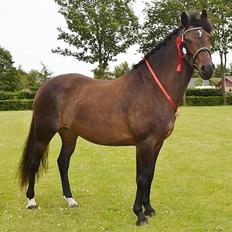 New Forest Elmholts nutella