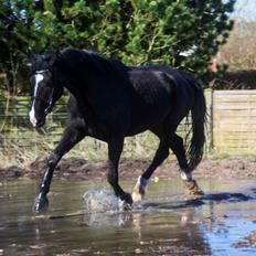 Oldenborg Gaya Hedegaard