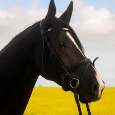 Oldenborg Gaya Hedegaard