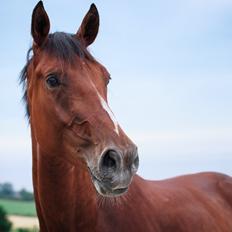 Dansk Varmblod A.B. Chico