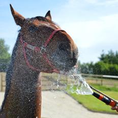 Oldenborg Classic carismo