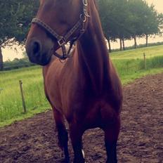 Tysk Oldenburger Terra X