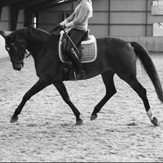 Tysk Oldenburger Terra X