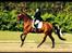 Trakehner Ozzy Cooper