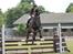 Trakehner Hamila