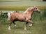 Welsh Cob (sec D) Rosalinde - Rosa d. 11/7-15