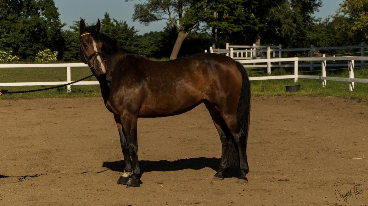 Anden særlig race Lakie billede 11