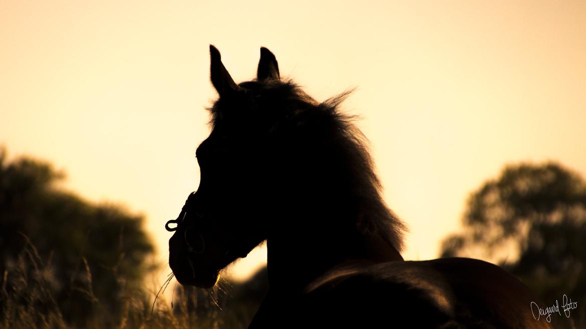 Anden særlig race Lakie billede 20
