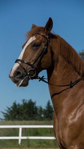 Anden særlig race Tessa billede 10