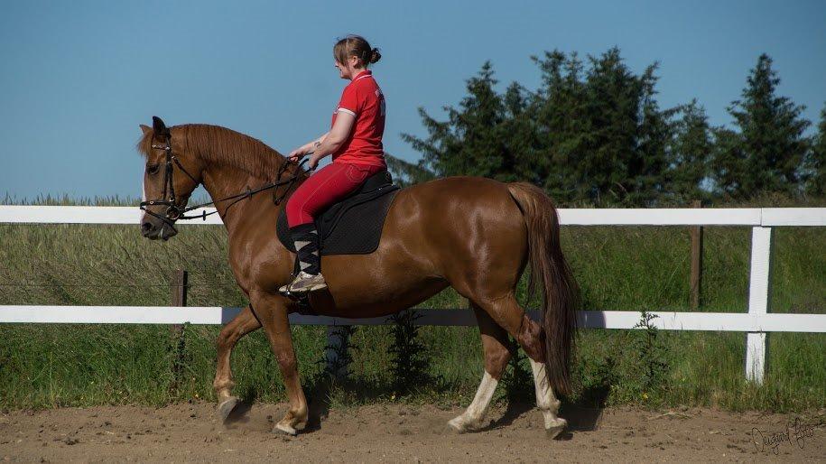 Anden særlig race Tessa billede 16