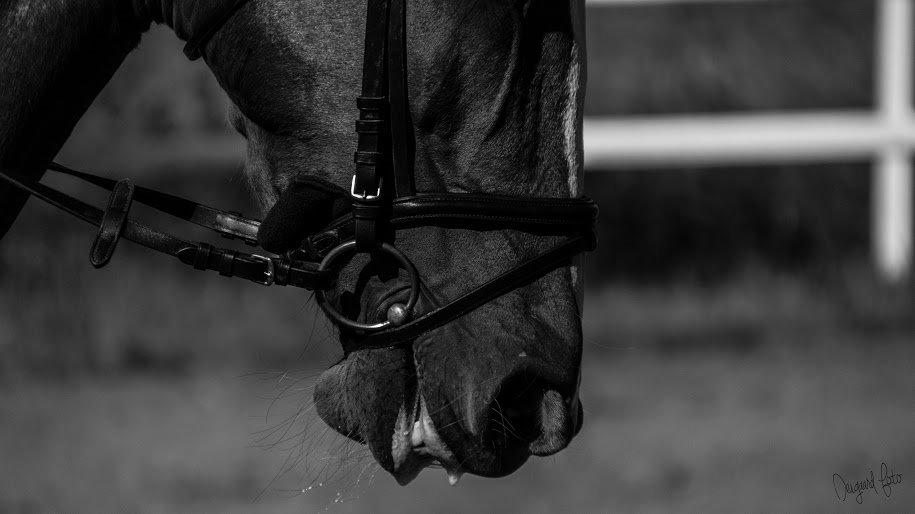 Anden særlig race Tessa billede 7