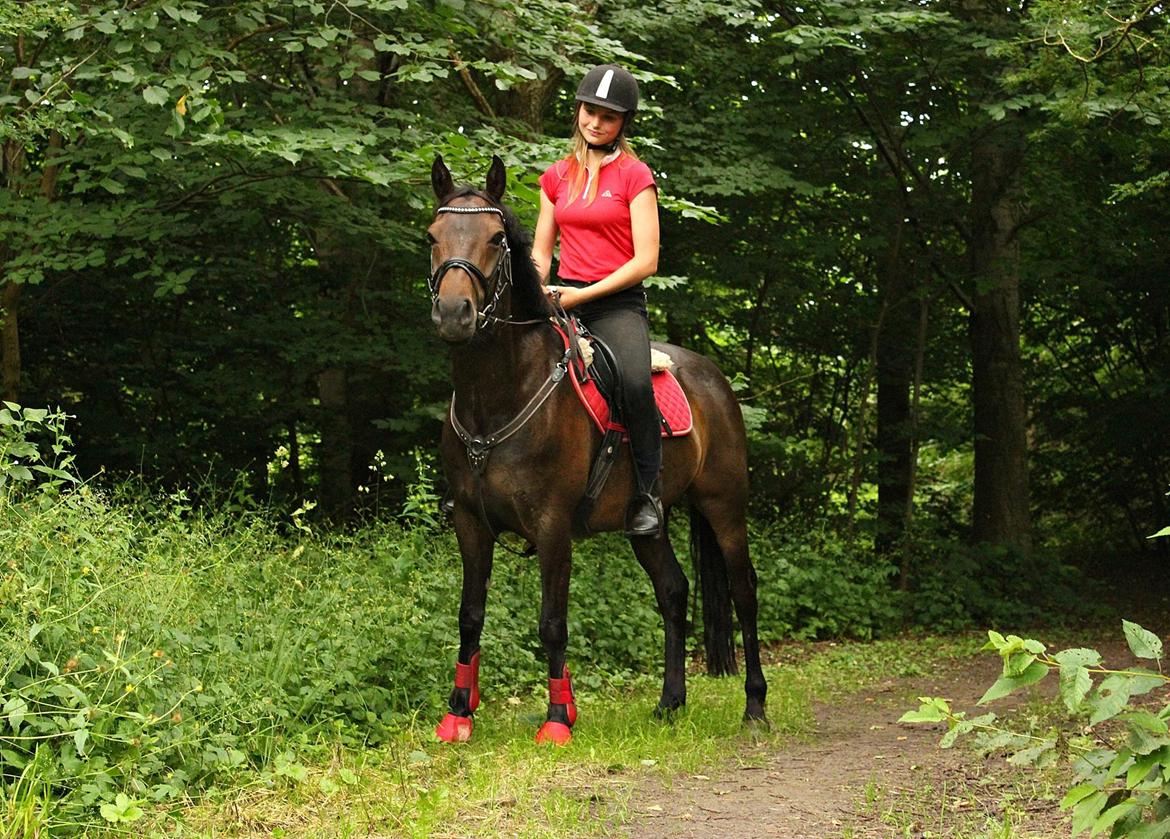 New Forest Skovens Micon (rider) billede 1