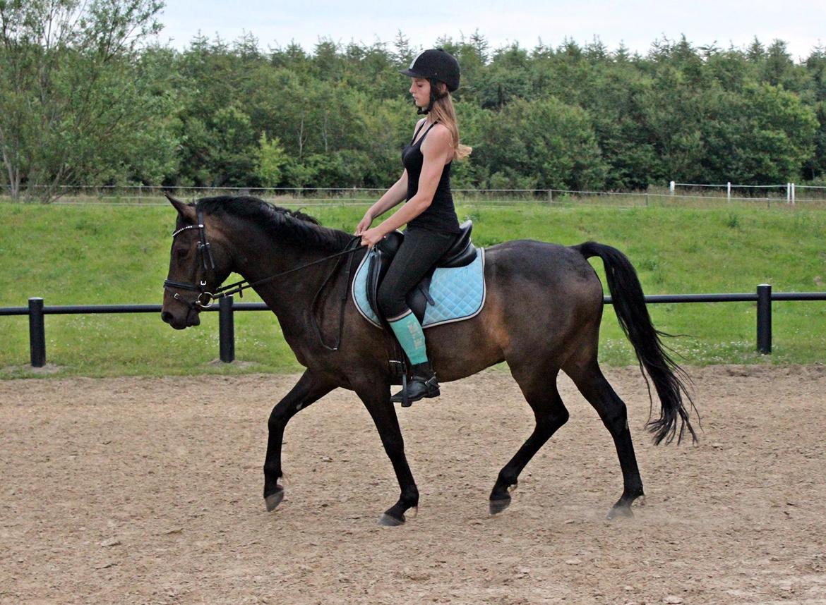 New Forest Skovens Micon (rider) billede 14