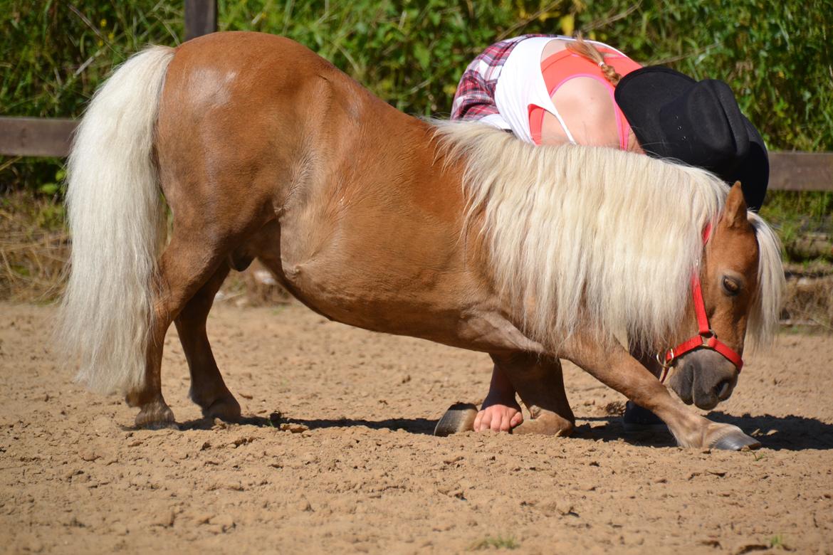 Shetlænder Stjernens Mini-Lion - Marunse's seje pony dreng <3 billede 8