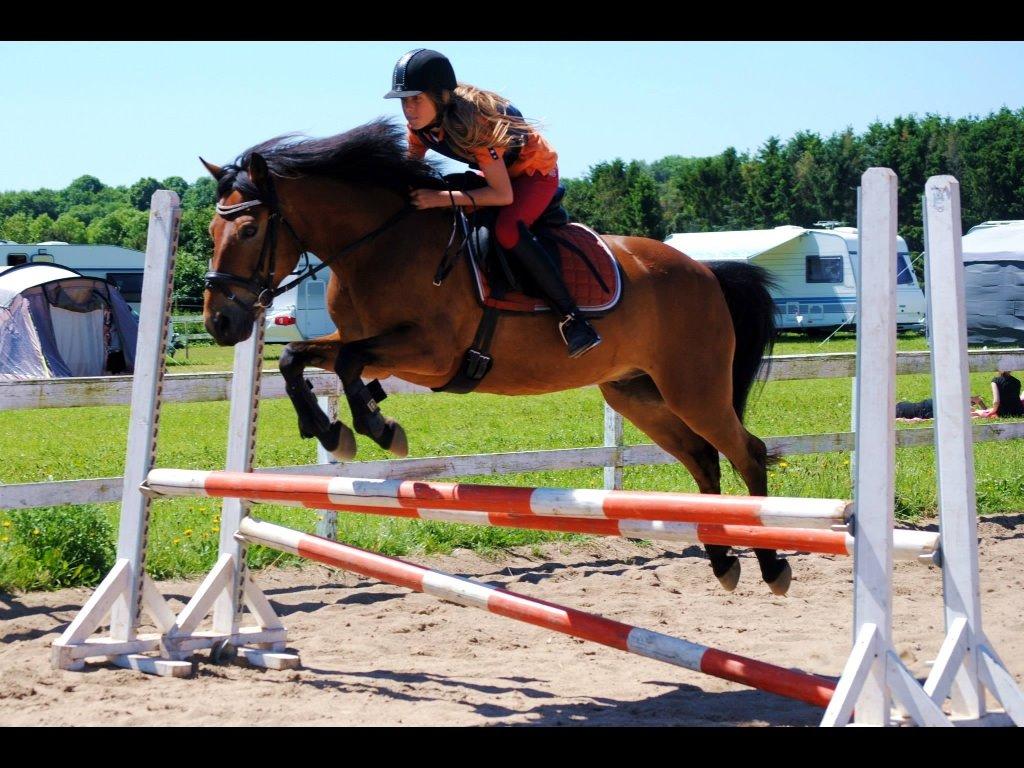 Anden særlig race Buster "Hvid Kvist" - I smukkeste stil over 80 cm ❤️ billede 1