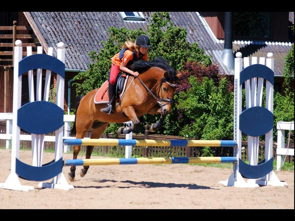 Anden særlig race Buster "Hvid Kvist" - Lækre dreng <3 billede 3