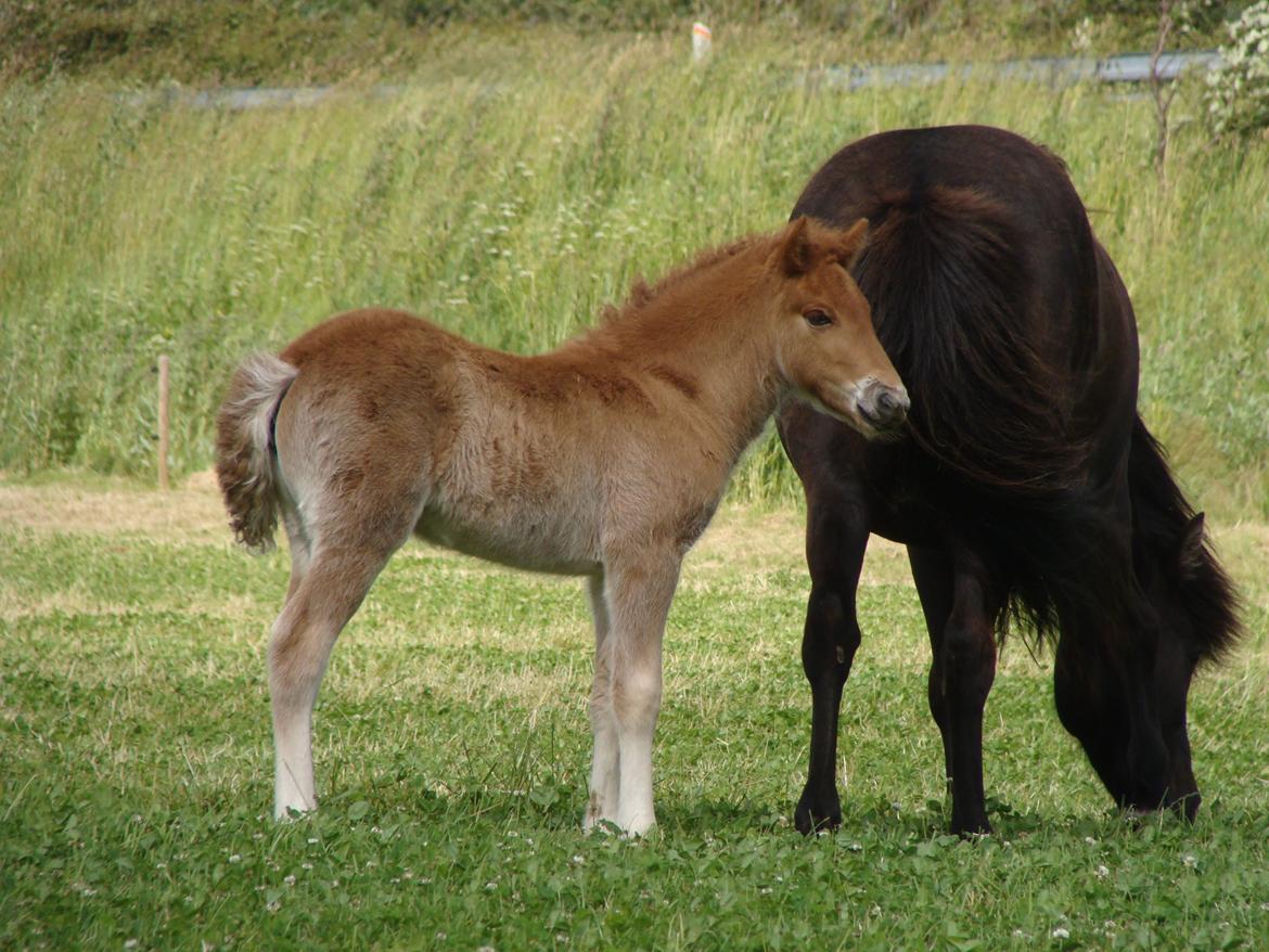 Islænder Litla Saga fra Østervang billede 9