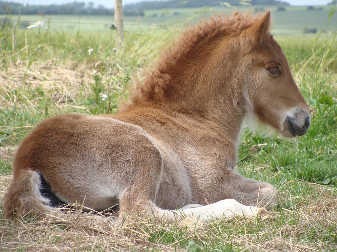 Islænder Litla Saga fra Østervang billede 10