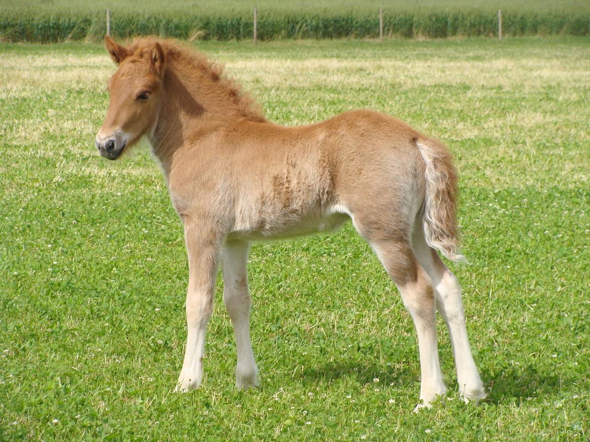 Islænder Litla Saga fra Østervang billede 12