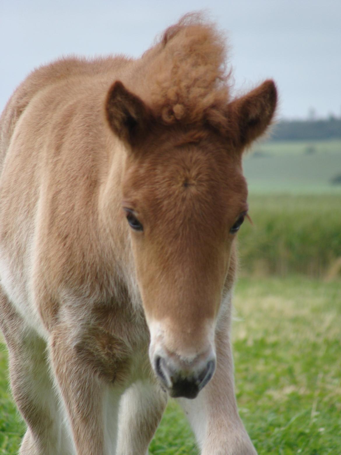 Islænder Litla Saga fra Østervang billede 13