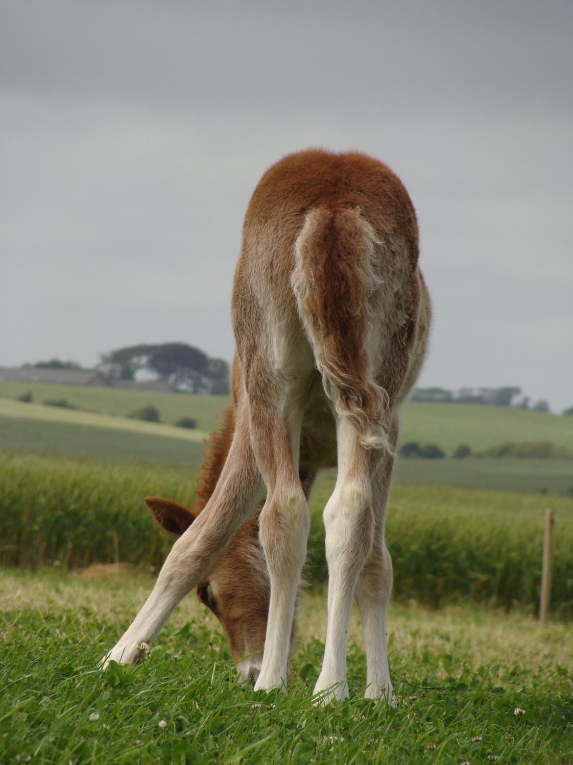 Islænder Litla Saga fra Østervang billede 14