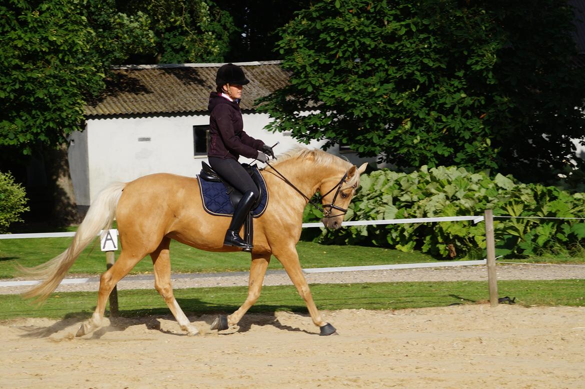 Palomino Hedegaards California Blue billede 15