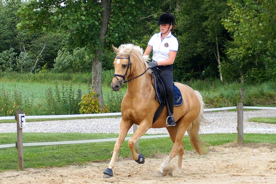 Palomino Hedegaards California Blue billede 4