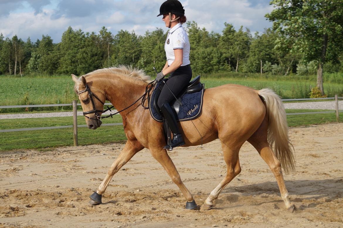 Palomino Hedegaards California Blue billede 11