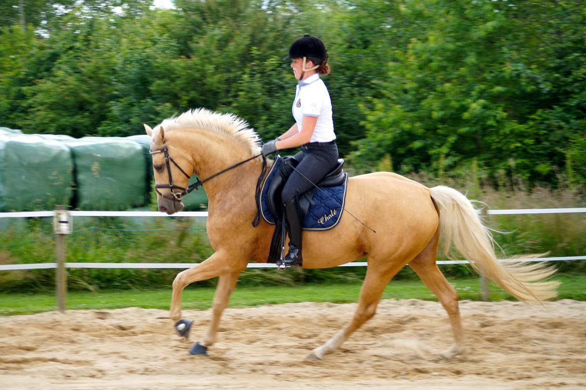 Palomino Hedegaards California Blue billede 9