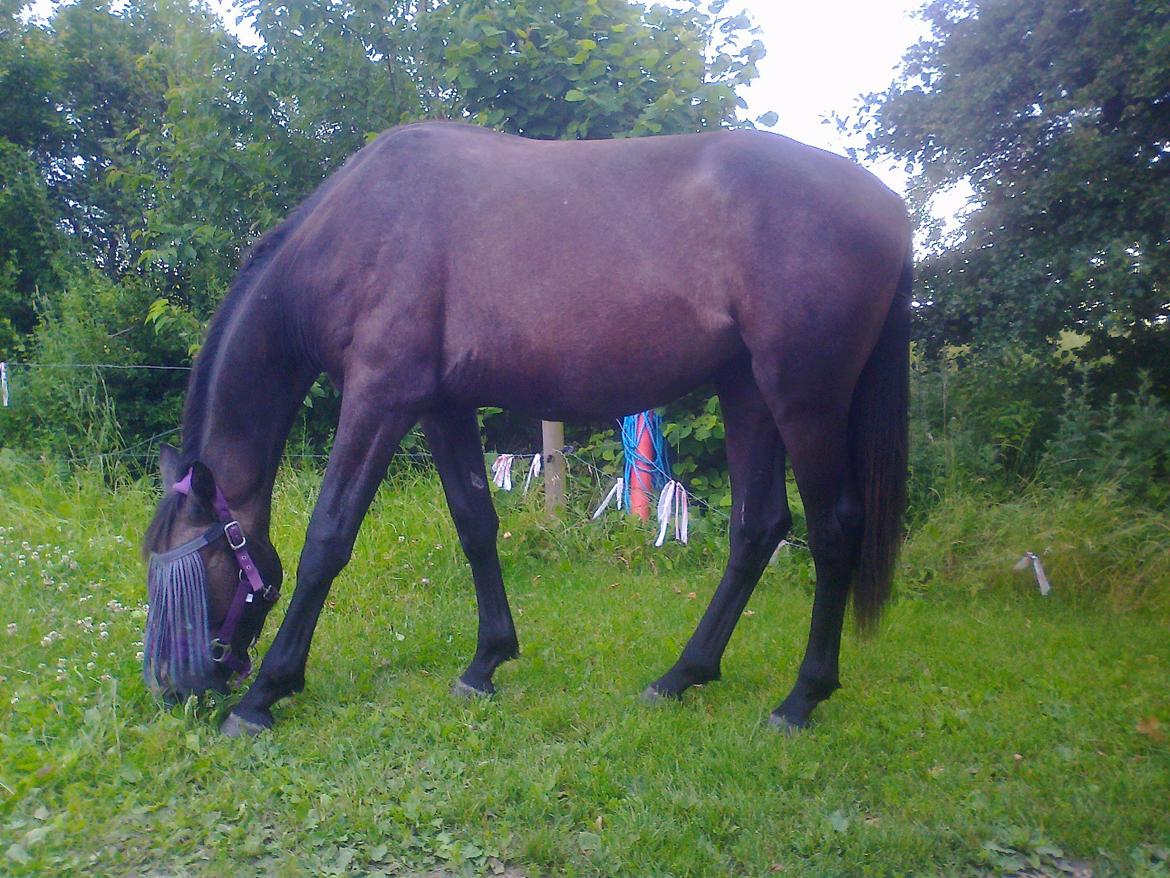 Dansk Varmblod Amirah - Søgården 2014 billede 17
