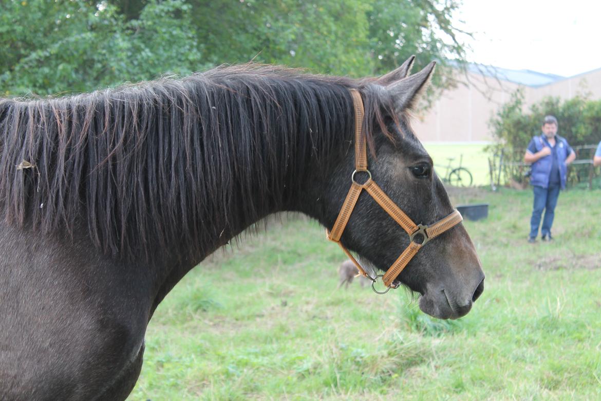 Dansk Varmblod Amirah - Galten 2014 billede 19