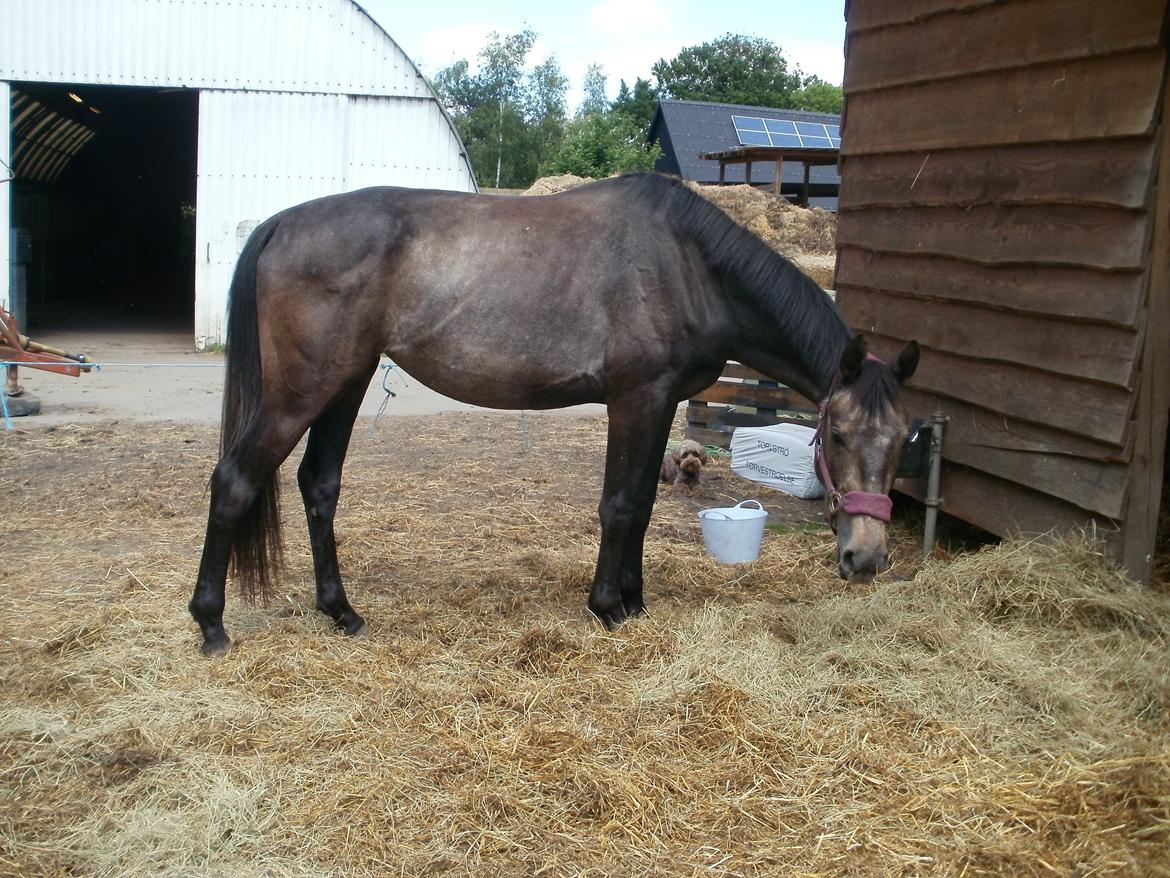 Dansk Varmblod Amirah - HYOR 2015 (3 år) billede 20