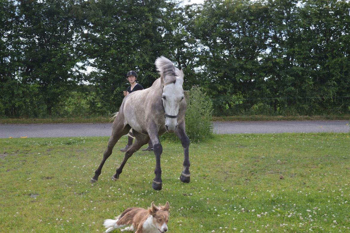 Anden særlig race Alfred (Maccoy) Min nye springpony<3 billede 39