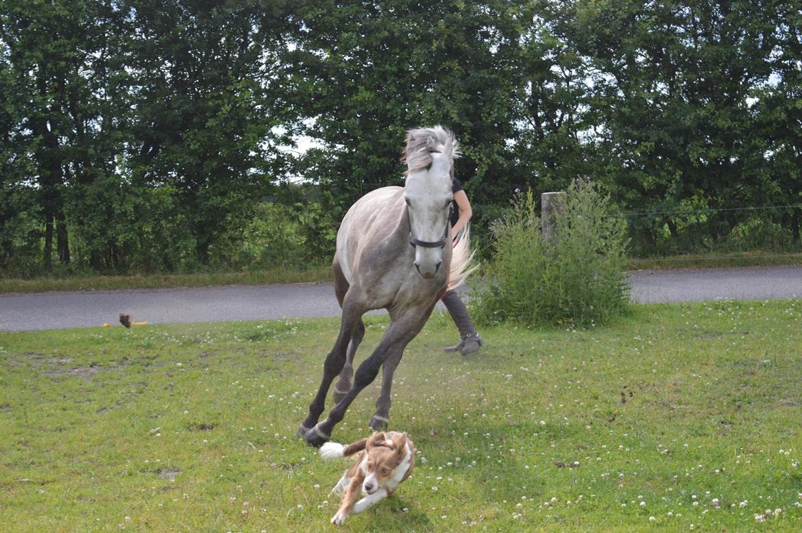 Anden særlig race Alfred (Maccoy) Min nye springpony<3 billede 38