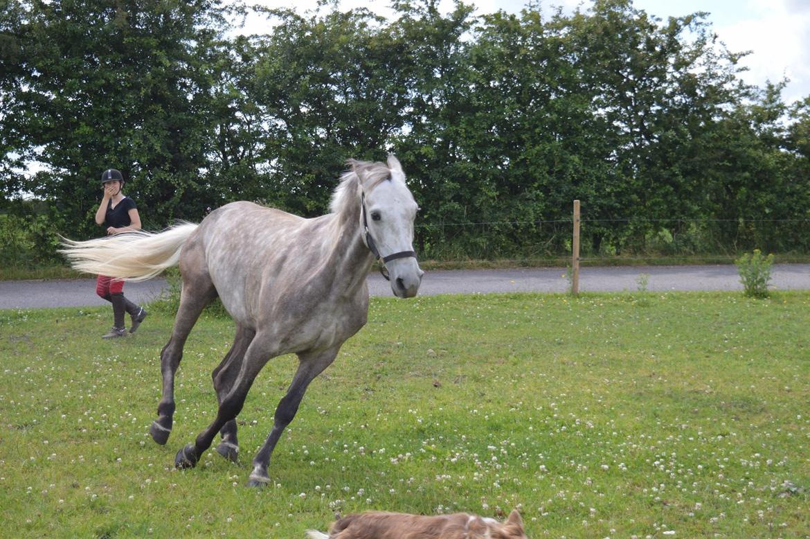 Anden særlig race Alfred (Maccoy) Min nye springpony<3 billede 40