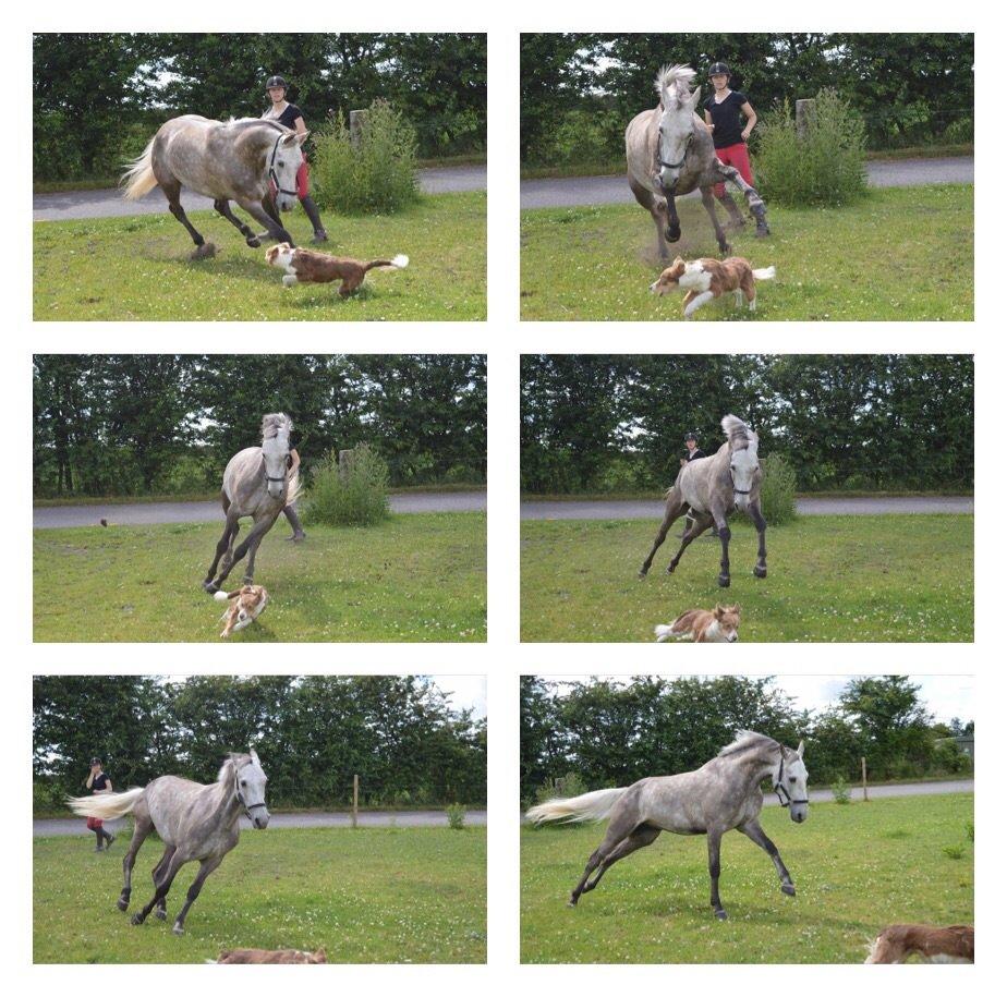 Anden særlig race Alfred (Maccoy) Min nye springpony<3 billede 42