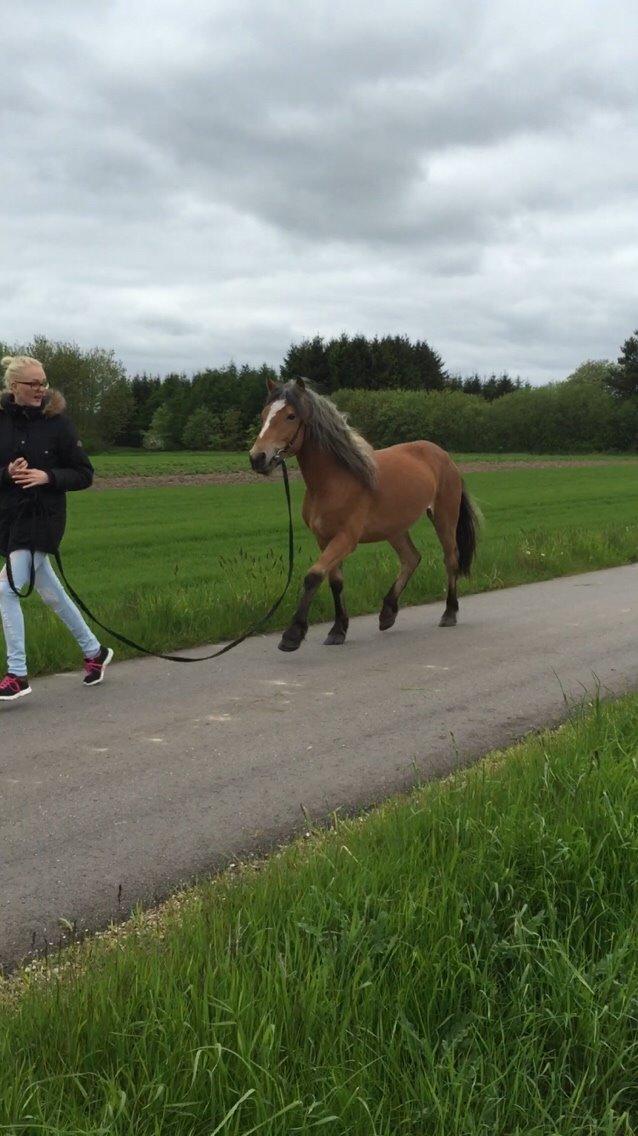 Anden særlig race Revsgaards Primo billede 39