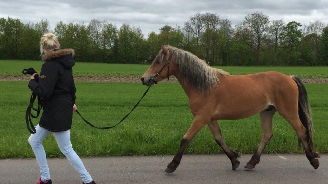 Anden særlig race Revsgaards Primo billede 38