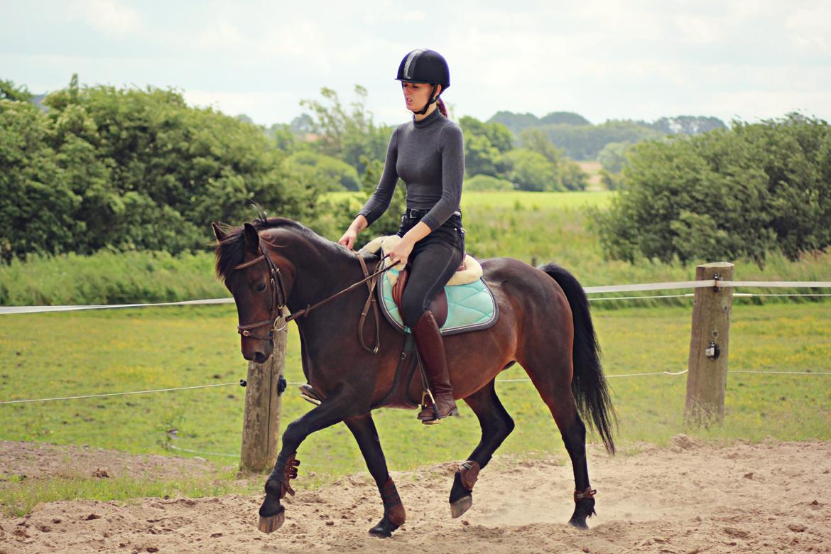 Hollandsk Sportspony Jumper billede 3